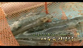 양식도 친환경이 대세! 새우유기양식