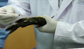 토종물고기, 동자개 양식(종묘생산)
